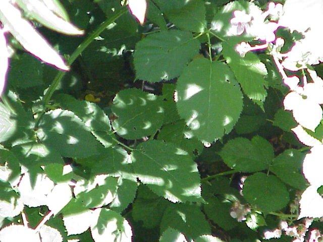 1 de junio: eclipse de medianoche en la zona ártica