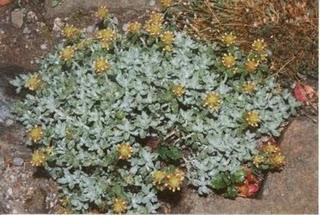 Zamarrilla,antiespasmodica,diuretico,antioxidante