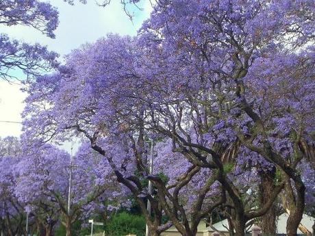 Jacarandas-08 en Buscandocronopios.blogspot.com