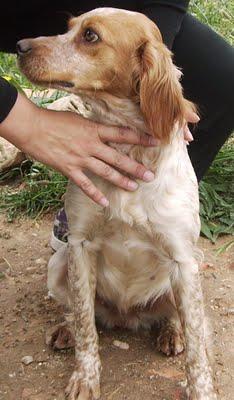 ALBA : BRETON ESPAÑOL ENCONTRADA SIN CHIP EN LA CALLE. (VALENCIA)