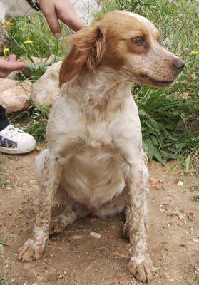 ALBA : BRETON ESPAÑOL ENCONTRADA SIN CHIP EN LA CALLE. (VALENCIA)