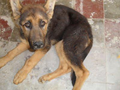 MOMO, PASTOR ALEMÁN DE TRES MESES, VAGABUNDO. (SEVILLA)