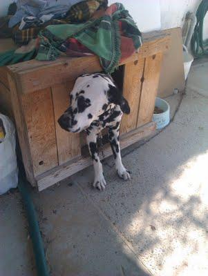 DALMATA ATADO TODA SU VIDA A UNA CADENA DE METRO Y MEDIO. (CADIZ)