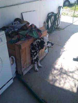 DALMATA ATADO TODA SU VIDA A UNA CADENA DE METRO Y MEDIO. (CADIZ)