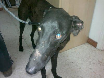 GALGO SACADO DE LAS CUADRAS DEL SITIO MARGINAL DE SEVILLA POR ESTAR MUY MAL.