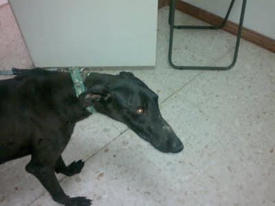 GALGO SACADO DE LAS CUADRAS DEL SITIO MARGINAL DE SEVILLA POR ESTAR MUY MAL.