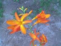 Familia: IridaceaeGénero: CrocosmiaEspecie: Crocosmia cro...