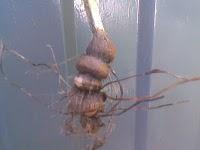 Familia: IridaceaeGénero: CrocosmiaEspecie: Crocosmia cro...