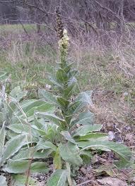 Biorremediación de metales pesados con plantas