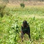 EL LABERINTO DE LA AUSENCIA (19): ¿QUÉ COMEMOS HOY?