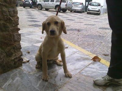 Cachorro de labrador en muy mal estado. Ayuda (Sevilla)