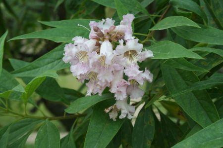 Catalpa un bonito árbol con flores