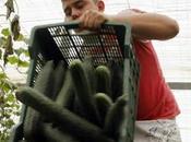 Alemania admite pepinos españoles causaron infección