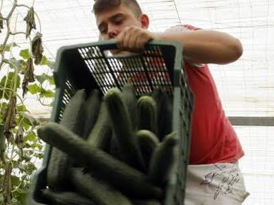 Alemania admite que los pepinos españoles no causaron la infección