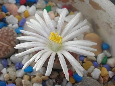 Los cactus también tienen flores