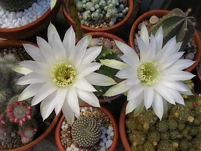 Los cactus también tienen flores