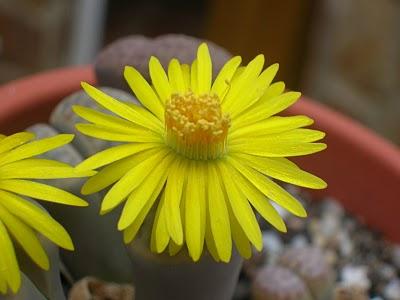 Los cactus también tienen flores