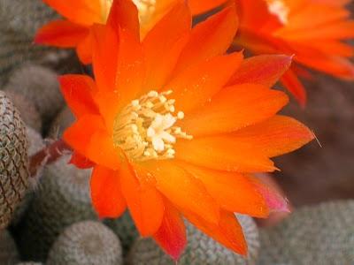 Los cactus también tienen flores