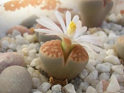 Los cactus también tienen flores