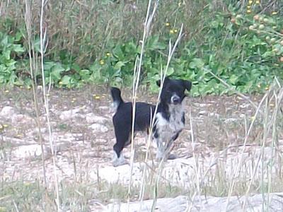 Urgente en Betera, mastín anciano en muy malas condiciones y cuatro pequeñines de no más de cuatro kilos.