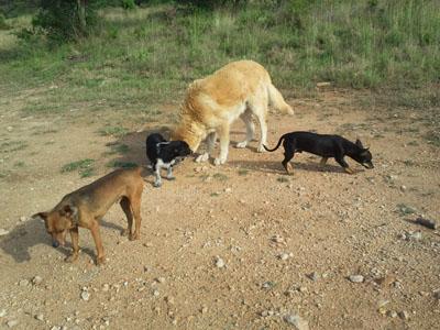 Urgente en Betera, mastín anciano en muy malas condiciones y cuatro pequeñines de no más de cuatro kilos.