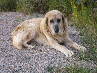 Urgente en Betera, mastín anciano en muy malas condiciones y cuatro pequeñines de no más de cuatro kilos.