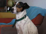 Ponga "Menúo" vida...