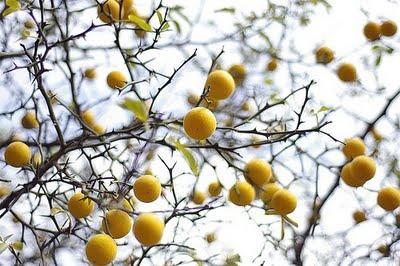 5 principios para comer sano