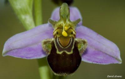Las orquídeas, el sexo y la evolución