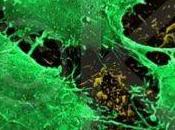 Investigadores canadienses encuentran cura efectiva para cáncer