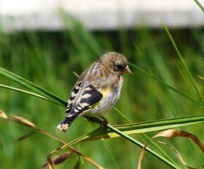 El simpático jilguero