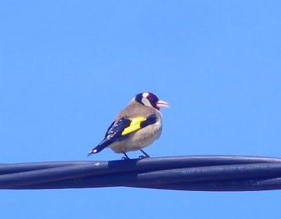 El simpático jilguero