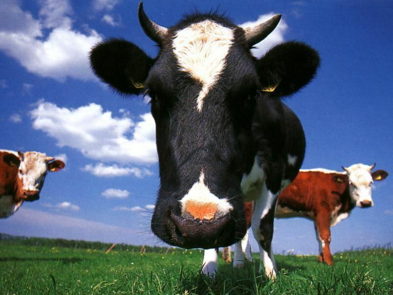 Las principales teorías económicas explicadas con dos vacas