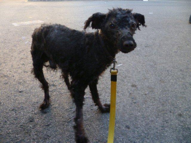 Felix, aunque no lo parezca es un caniche