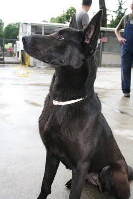 Está sufriendo!!! SALVADO DE ESPAÑA PARA ACABAR EN UNA PERRERA DE ITALIA. PERRERA-TORINO