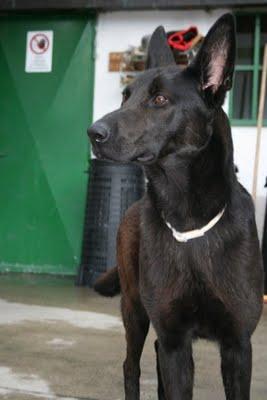 Está sufriendo!!! SALVADO DE ESPAÑA PARA ACABAR EN UNA PERRERA DE ITALIA. PERRERA-TORINO