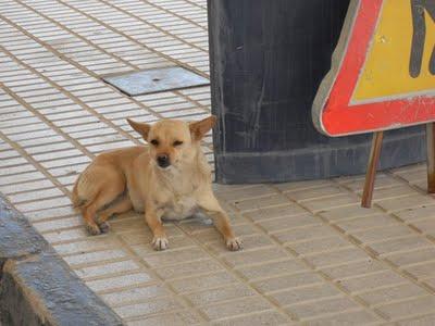 Astrid,en una gasolinera,corre riesgo de atropello. (Jaén)