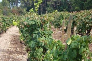 Viñedo de Raventós i Blanc