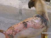 Detenido prender fuego perro