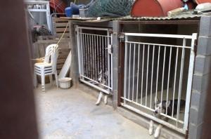 Dos perros llevan enjaulados desde hace dos años