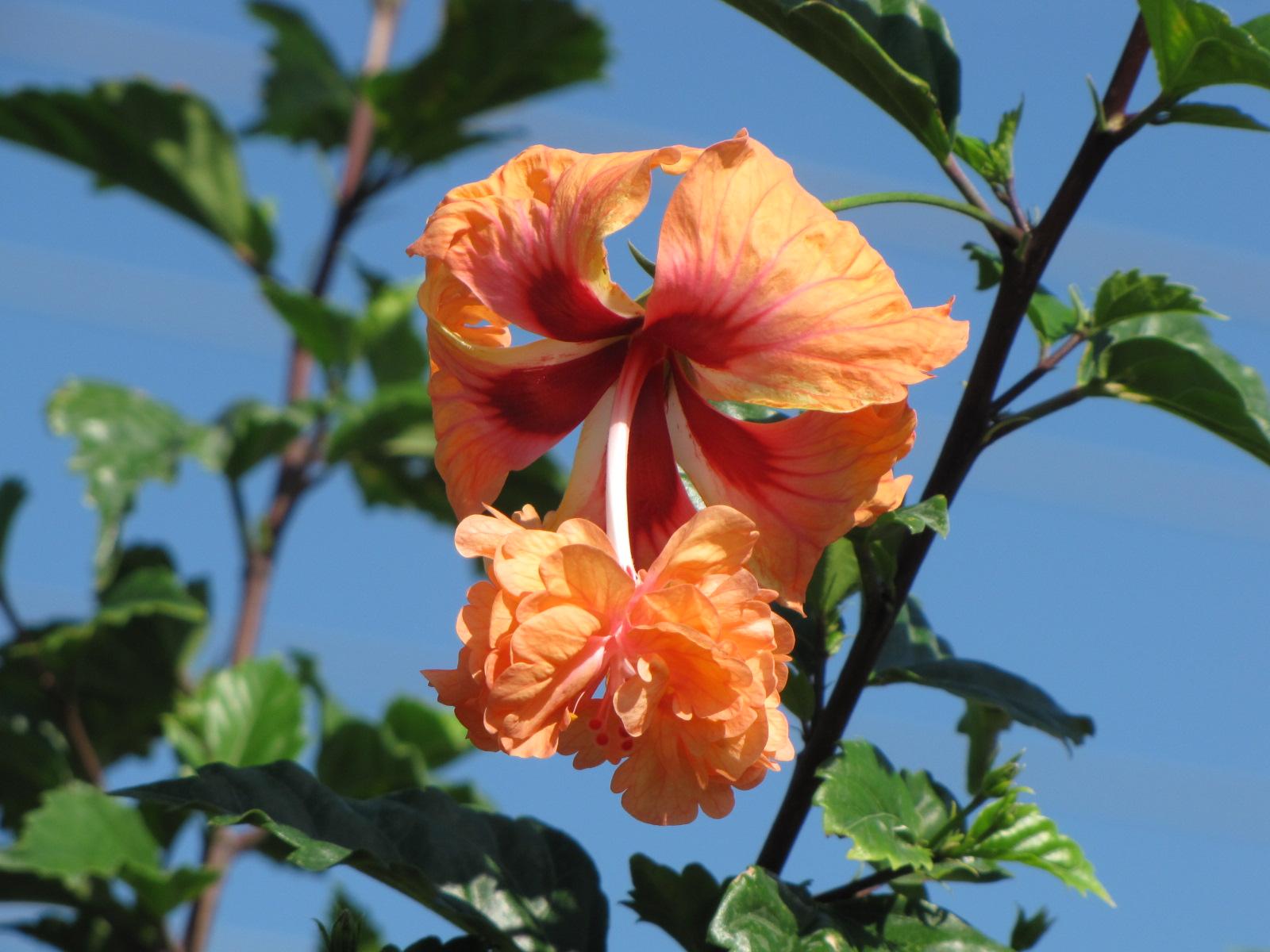 Hibiscus rosa sinensis