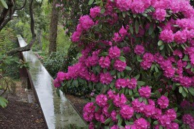 Festivales: el jardín de los rododendros