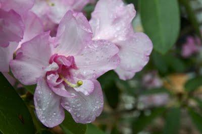 Festivales: el jardín de los rododendros