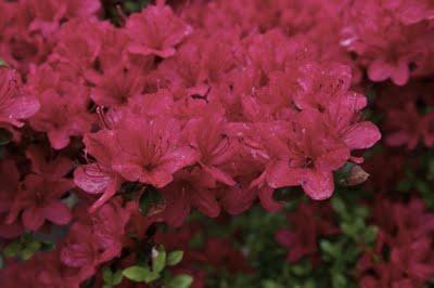 Festivales: el jardín de los rododendros