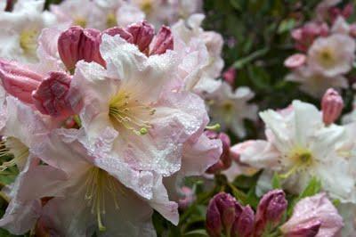 Festivales: el jardín de los rododendros