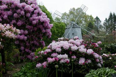 Festivales: el jardín de los rododendros