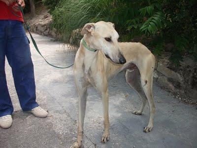 Raul y Princesa, dos preciosos galgos en adopción.