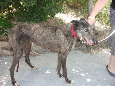 Raul y Princesa, dos preciosos galgos en adopción.