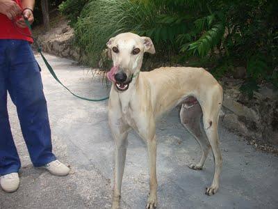 Raul y Princesa, dos preciosos galgos en adopción.