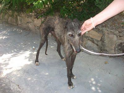 Raul y Princesa, dos preciosos galgos en adopción.